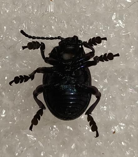 Timarcha goettingensis